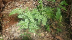 Pteris heteroclita
