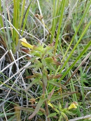 Pedicularis labradorica