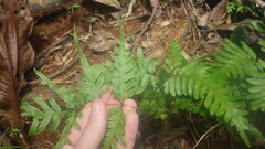 Pteris heteroclita