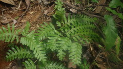 Pteris heteroclita