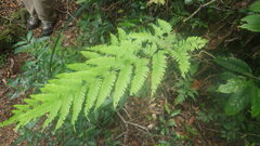 Pteris heteroclita