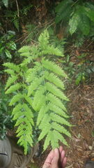 Pteris heteroclita