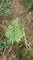 Pteris heteroclita