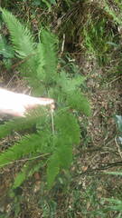 Pteris heteroclita