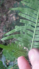 Pteris heteroclita