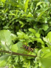 Chlorophorus quinquefasciatus