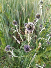 Echinops tataricus
