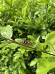 Chlorophorus quinquefasciatus