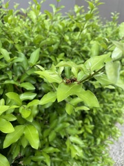 Chlorophorus quinquefasciatus