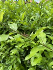 Chlorophorus quinquefasciatus