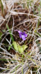 Pinguicula