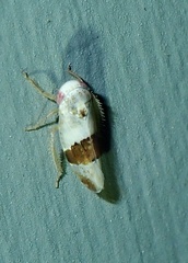 Norvellina seminuda