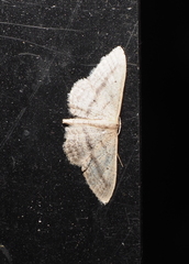 Idaea mediaria