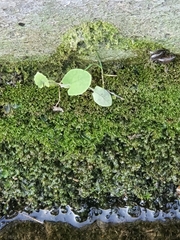 Magnoliopsida