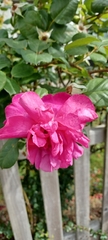 Rosa chinensis
