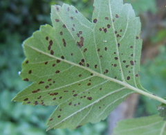 Diplocarpon