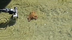 Octopus americanus