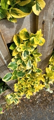 Coleus scutellarioides