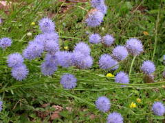 Jasione laevis