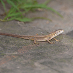 Takydromus tachydromoides
