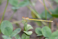 Ceriagrion melanurum