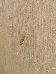 Ilisia maculata