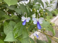 Rotheca myricoides