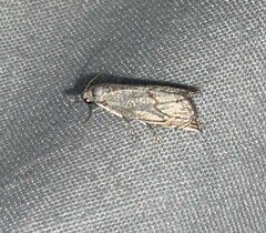 Haimbachia placidellus