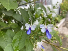 Rotheca myricoides