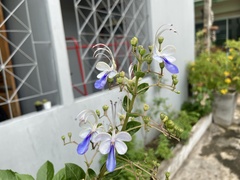 Rotheca myricoides