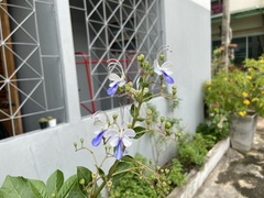 Rotheca myricoides