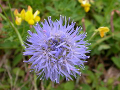 Jasione laevis