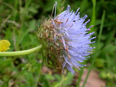 Jasione laevis
