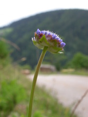 Jasione laevis