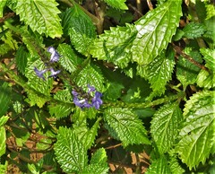 Stachytarpheta urticifolia