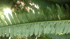 Alsophila simulans
