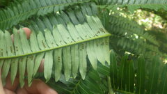 Alsophila simulans