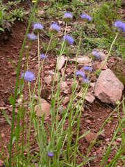 Jasione laevis