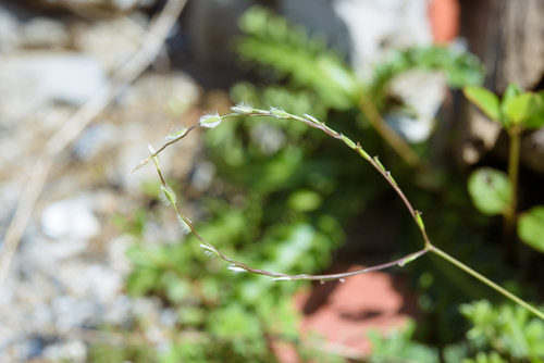 Digitaria heterantha iNat (2)