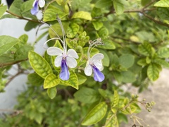 Rotheca myricoides