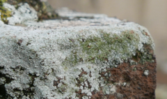 Lecanoromycetes