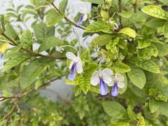 Rotheca myricoides
