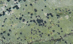 Lecanoromycetes