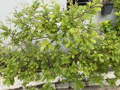 Rotheca myricoides
