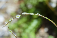 Digitaria heterantha