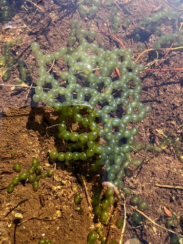 Representative image of Hydrodictyaceae