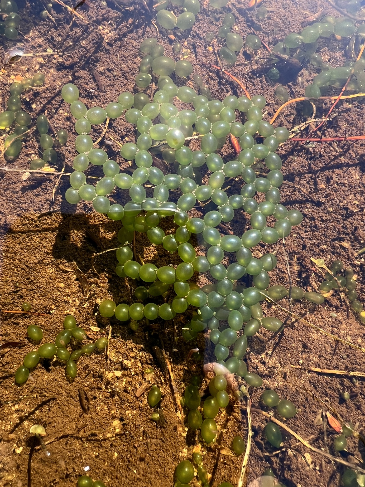 Hydrodictyaceae
