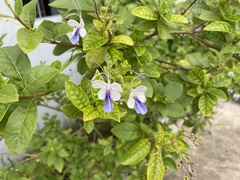 Rotheca myricoides