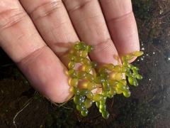 Hydrodictyon africanum