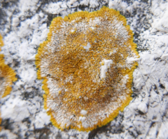 Teloschistaceae